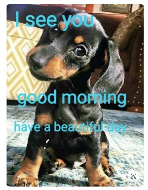 GM pup  .jpg