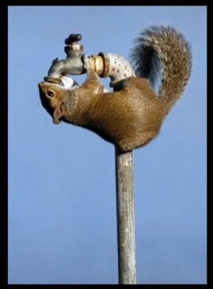 squirrel.jpg