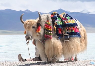 Domestic Yak.jpg