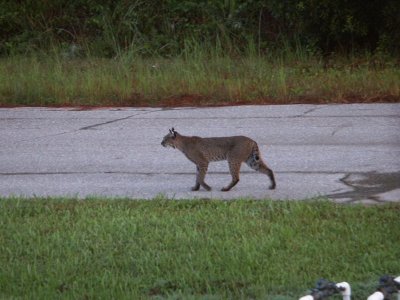 03-10-15 Bobcat 2.JPG