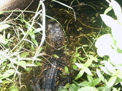 03-10-14 Alligator 3.JPG
