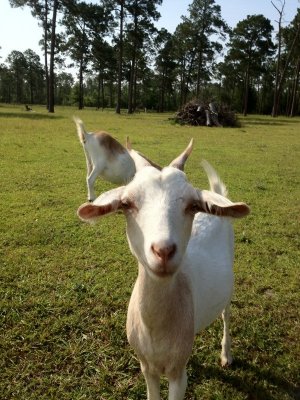 Goat 1 r.jpg