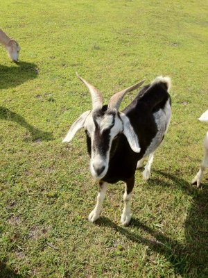 Goat 2 r.jpg