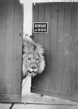 Beware of Dog.jpg