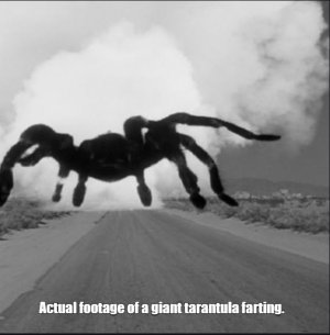 tarantula.JPG