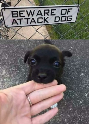 dog joke.jpg