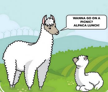 alpacalunch.jpg