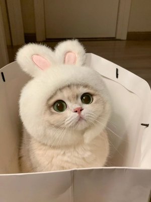 bunny cat.jpg