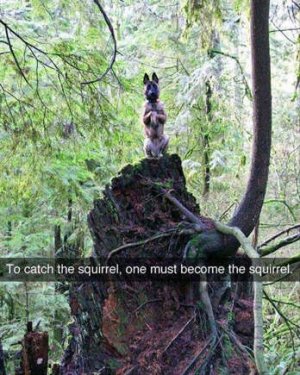 animal2.jpg