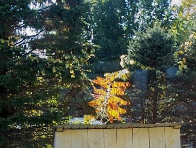 tree4.jpg