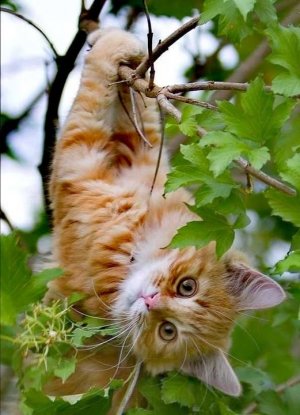 cattitude tree.jpg