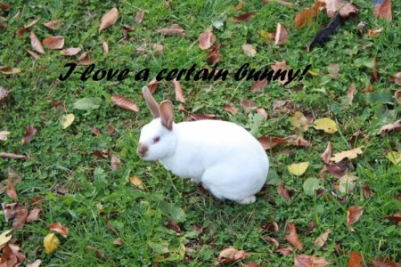 certain_bunny.jpg