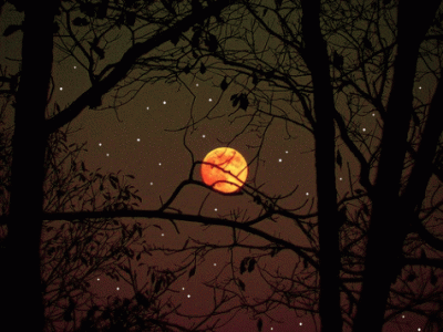 tumblr_ba6ebf85439c67a3468d8e2bd2ad23a4_f23f8b99_500.gif
