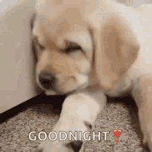 sleeping-dog.gif