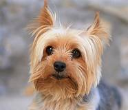 Yorky.jpg