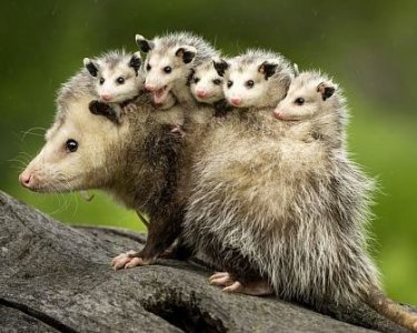 opossum and babies.jpg