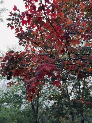 IMG_0862.jpeg