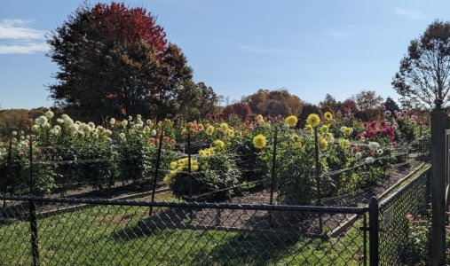 Dahlias.jpg