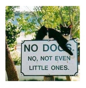 animal2.jpg
