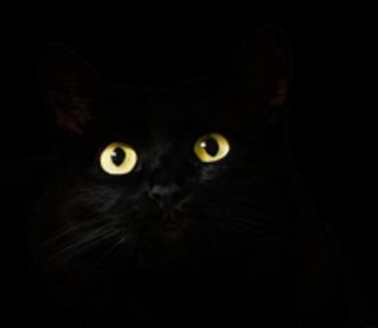black cat eyes.jpg