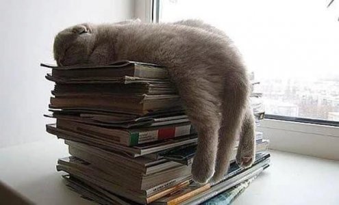 cattitude pile.jpg