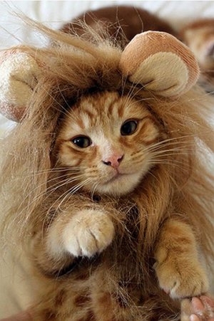 kitten-lion.jpg