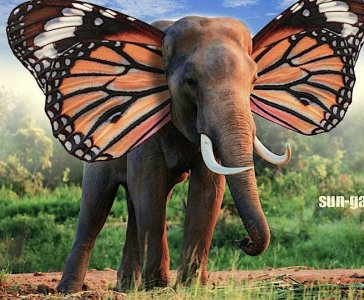 Ele-fly.jpg