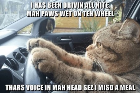 cattitude.jpg