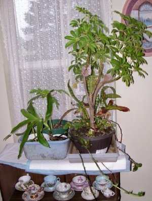 indoor plants1.jpg
