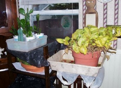 indoor plants2.jpg