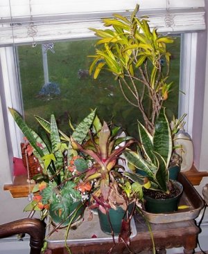 indoor plants3.jpg