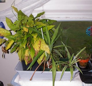 indoor plants4.jpg