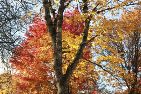 fall_leaves.JPG