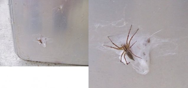 spider c 10-30-23.jpg