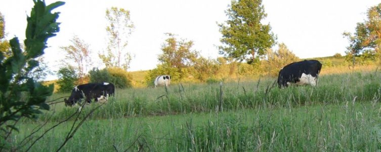 photo PC and cows 001.jpg