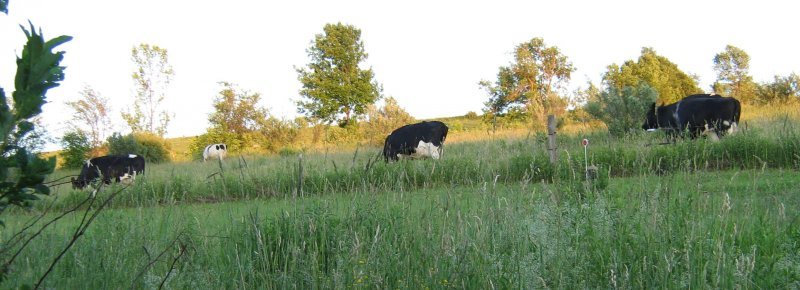Dairy cows.jpg