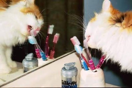 cat~toothbrush.jpg