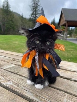 cattitude halloween.jpg