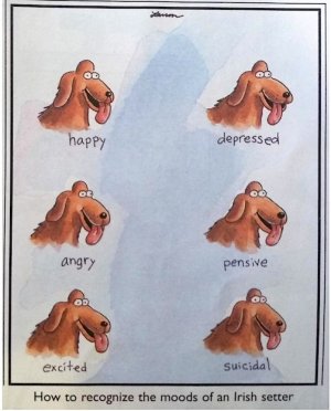 Irish Setter.jpg