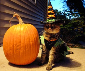 halloween cat .jpg
