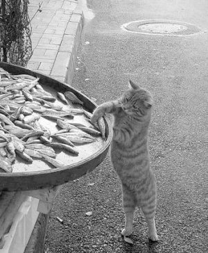 Fishy @.jpg