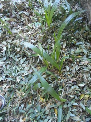 DSCN0419.JPG
