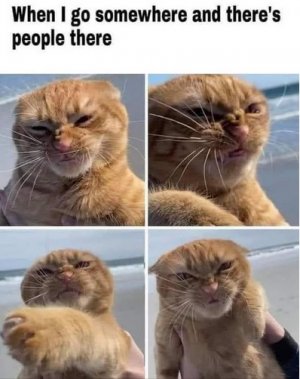 people cat.jpg