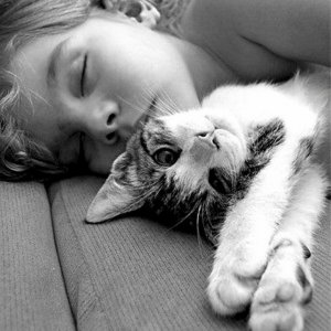 peace train cat.jpg