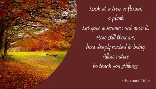 lookatnaturequote.jpg