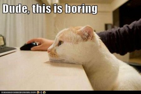 cattitude3.jpg