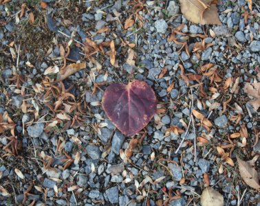 leaf.jpg