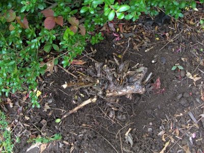 stump.jpg