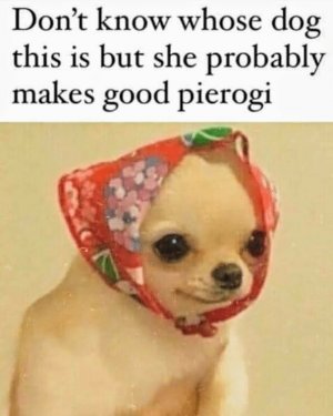 hat-dont-know-whose-dog-this-is-but-she-makes-good-pierogi-probably.jpg