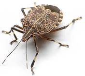 Stink-bug.jpg